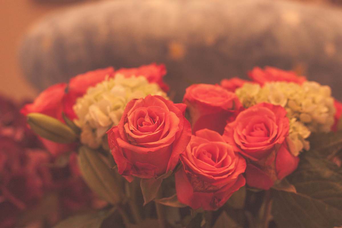 flower arrangement selective focus photography of pink-and-white rose flower bouquet plant